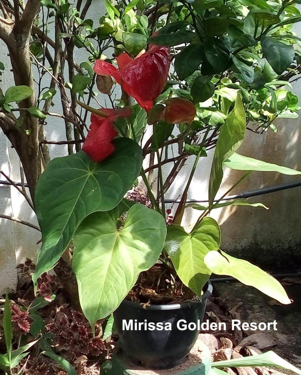Mirissa Golden Resort Εξωτερικό φωτογραφία